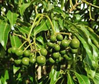Quinine Tree Environmental Benefits