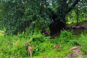 Close-up of leguminous trees and grasses in silvopasture