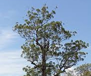 Tallowwood Tree - Majestic Beauty