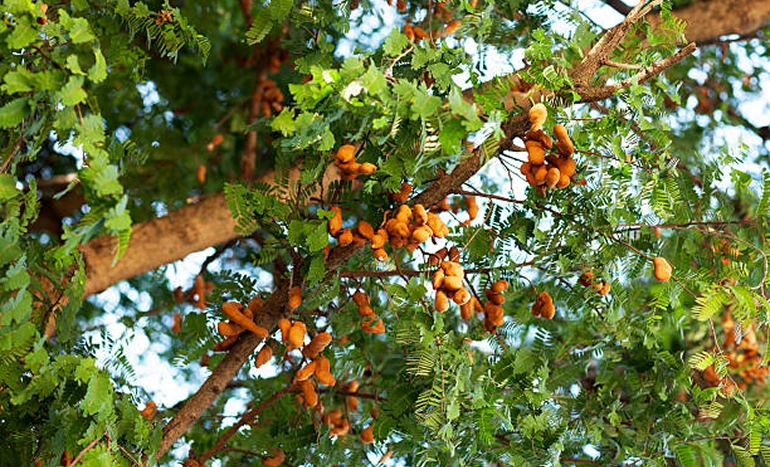 Tamarind Tree - Historical and Cultural Significance