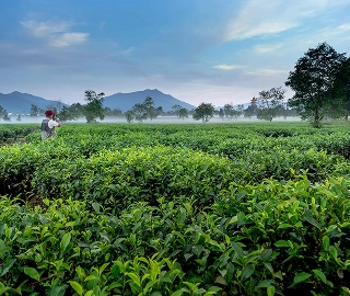 Tea Tree - Natural Skincare