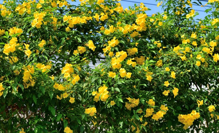 Tekoma Tree - Ornamental Beauty and Ecological Importance