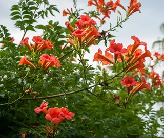 Tekoma Tree - Yellow Bells Flowers