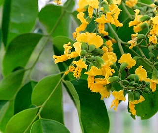 Thabobia Plant - Vibrant Blooms