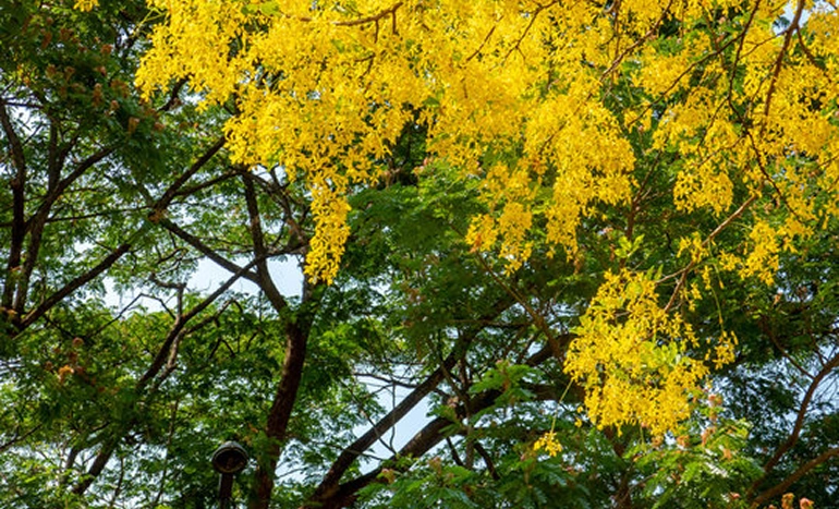 Indian Laburnum Tree - Floral Wonder and Cultural Heritage