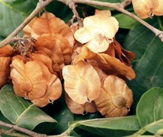 Papari Tree - Majestic Beauty