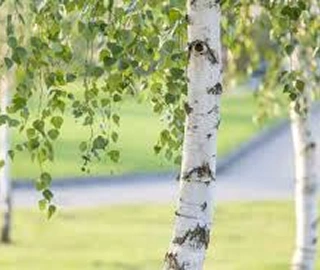 Tropical Birch Tree Bark and Leaves