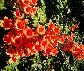 Trumpet Vine (Campsis) Tree Flowers