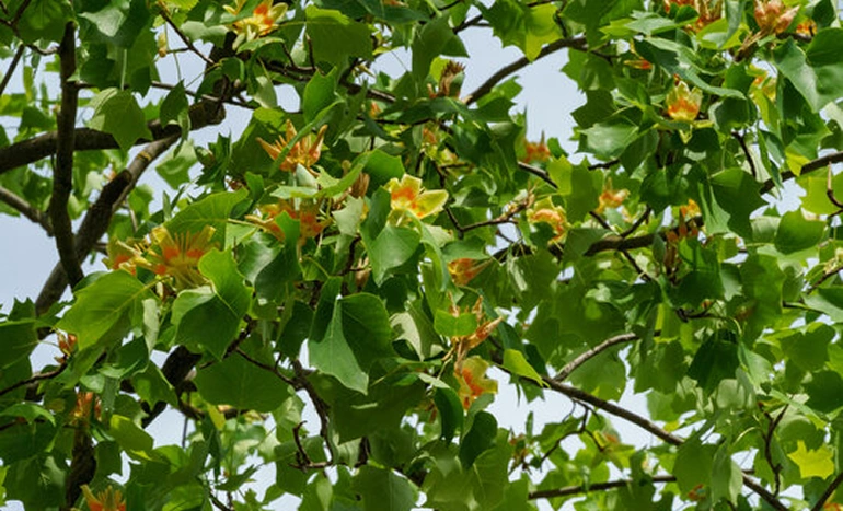 Tulipwood - Stunning Timber