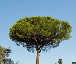 Umbrella Pine Tree - Characteristics