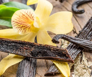 Vanilla Orchid - Beautiful Flowers