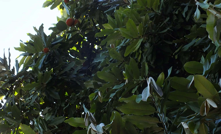 Velvet Apple Tree - Nature's Exotic Treasure