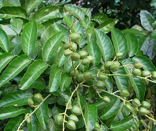 Walnut Tree Fruits - Nutritional Benefits