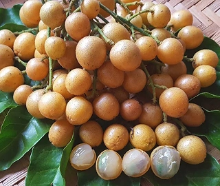 Walnut Tree Plantation