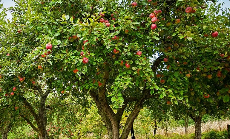 Water Apple Tree - Tropical Delight