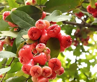 Walnut Tree Fruits - Nutritional Benefits