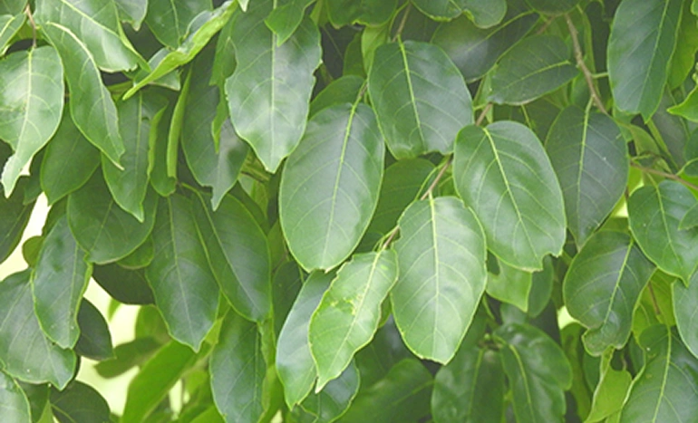 Waval Tree - Health Benefits