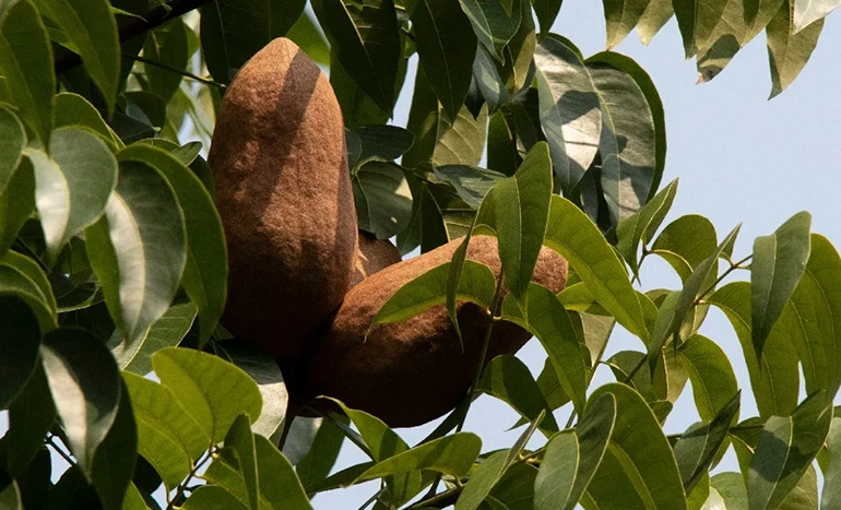 West Indian Mahogany Tree - Beauty and Benefits