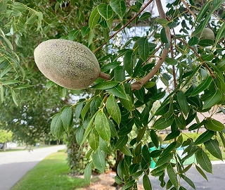 Walnut Tree Fruits - Nutritional Benefits