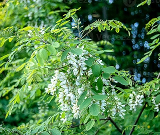 Walnut Tree Fruits - Nutritional Benefits