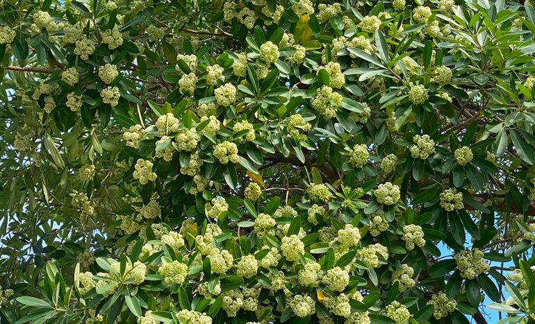 White Cheesewood Tree - Hidden Benefits