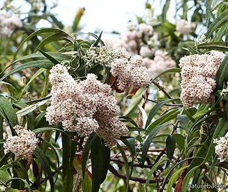 Walnut Tree Plantation