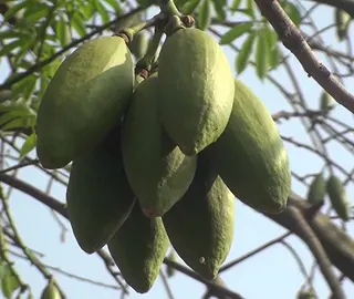 White Silk Cotton Tree - Majestic Beauty
