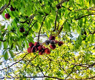 Wild Almond Tree Fruits
