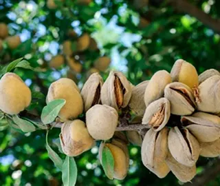 Wild Badam Tree Fruits and Leaves