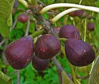 Wild Fig Tree - Ancient Beauty