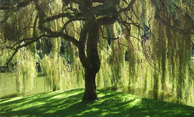 Willow Tree - Nature's Graceful Guardian