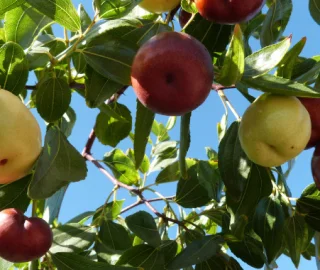 Ziziphus Tree Fruits - Nutritional Properties