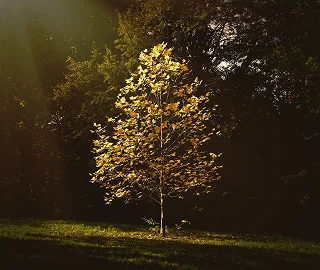 Indian Cork Fig Fruits